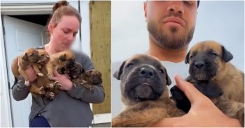 Man And Woman Grab Combative Owner’s Puppies And Make A Run For It