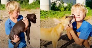 Five-Year-Old Picks Up Abandoned Puppies And Carries Them To Mom’s Car