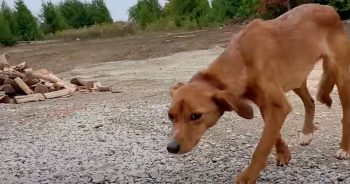 Their New Property Came With Hungry Stray Who Was Hesitant To Step Inside