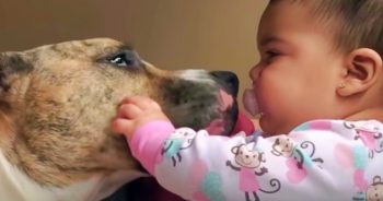 Dog Has Cherished His Baby Sister Since Before She Was Born