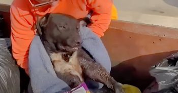 Guy Pulls Injured Dog Out Of Dumpster Before Trash Collector Came To Empty It