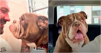 Guy Sets Out To Save Oldest Dogs From Shelter, If He Isn’t Too Late