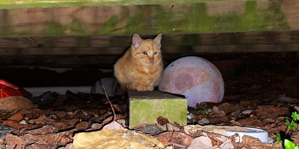 New Year, New Figgy! This Adoptable Cat Is ‘Pudding’ Her Best Paw Forward