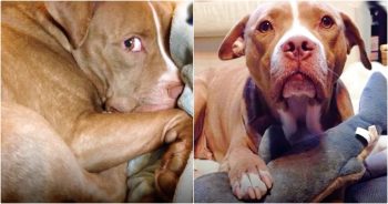 When Locked-Away Pit Bull Gets Scared, He’s The First Thing She Grabs