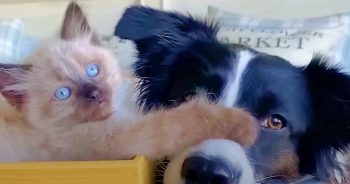 Woman Exposes Dog Who’s Terrified Of Cats To Teeny Foster Kitten