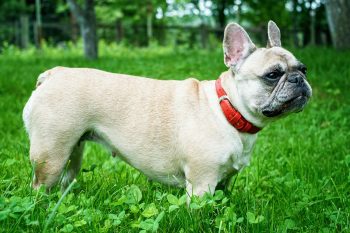 Are French Bulldogs The Worst Dog? – Food for Thought