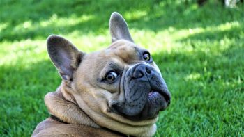 8 Dog Breeds With the Funniest Expressions When They’re Confused