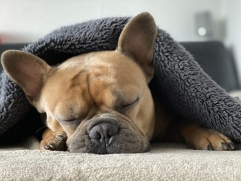 10 Dog Breeds That Sleep The Most