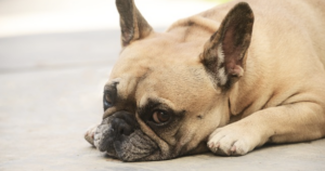 Dry Nose Is Common For A French Bulldog, But It Can Be Soothed