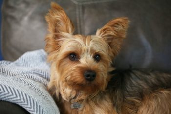 How to Clean a Yorkie’s Ears