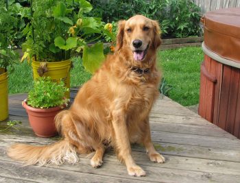 How to Help a Golden Retriever Lose Weight