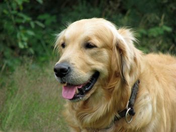 Can Golden Retrievers Eat Bananas?