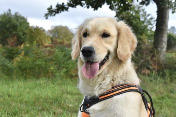 How to Clean a Golden Retriever’s Ears