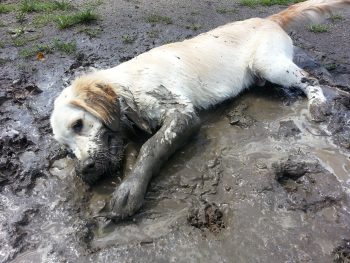 10 Dogs Who Can’t Resist Mud Puddles