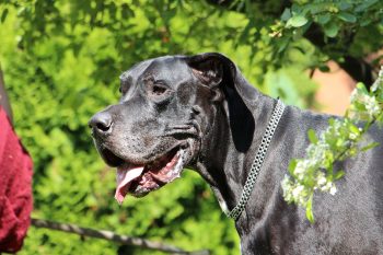 Can Great Danes Eat Bananas?