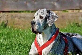 Can Great Danes Eat Blueberries?