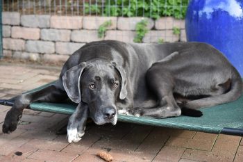 How to Clean a Great Dane’s Ears