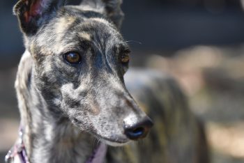 How to Clean a Greyhound’s Ears