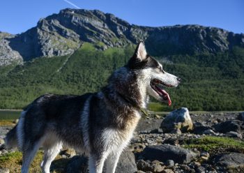 8 Dog Breeds Perfect for Life in Mountainous Regions