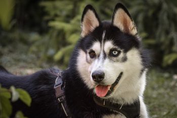 Are Huskies The Worst Dog? – Food for Thought