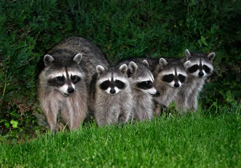 Modernize That Meal, Evolve Your Eatin’, Veganize Those Vittles! PETA Offer Would Honor Raccoons Instead of Killing Them