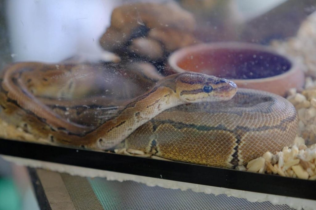 Zilla’s Dangerous Marketing of Snake Cages Prompts PETA Complaint to FTC