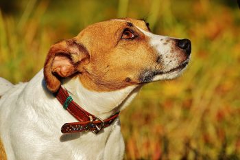 How to Clean a Jack Russell’s Ears