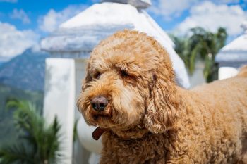 How to Clean a Labradoodle’s Ears