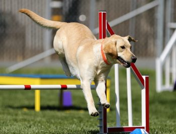 10 Dog Breeds That Excel in Obedience Competitions