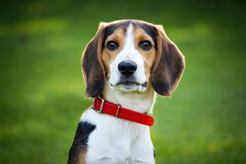 Are Beagles The Worst Dog? – Food for Thought