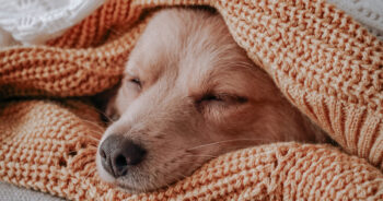 The 8 Best Melatonin Supplements For Dogs