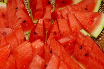 Can Pugs Eat Watermelon?