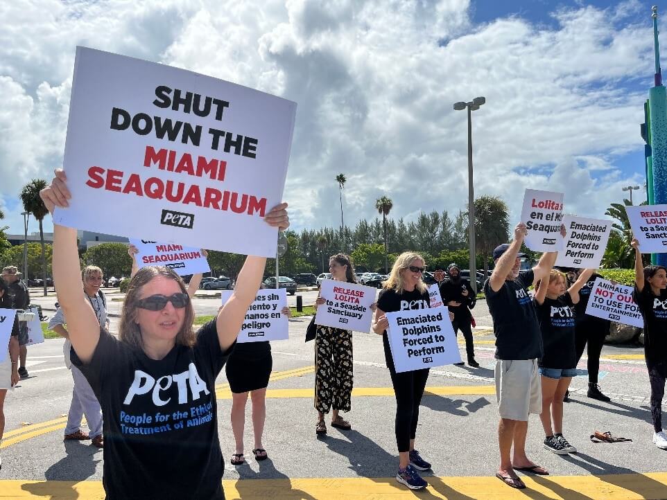 ‘Close the Seaquarium’: Dolphin Defenders to Descend on Miami Mayor’s Office