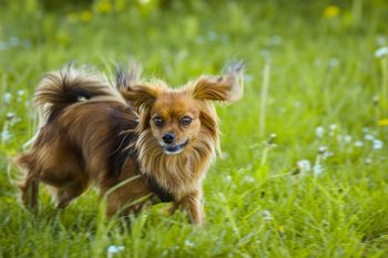 How to Help a Papillon Lose Weight