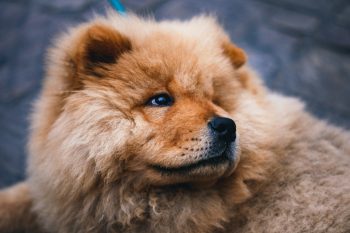 How to Clean a Chow Chow’s Ears