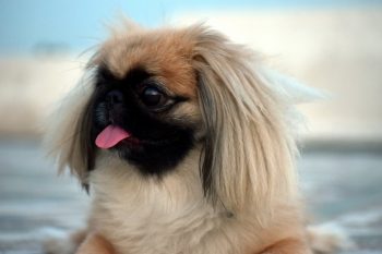 How to Help a Pekingese Lose Weight