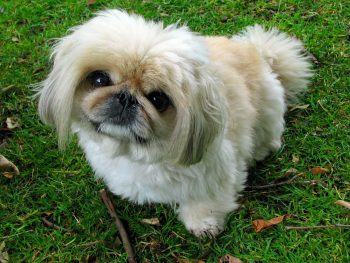 How to Clean a Pekingese’s Ears