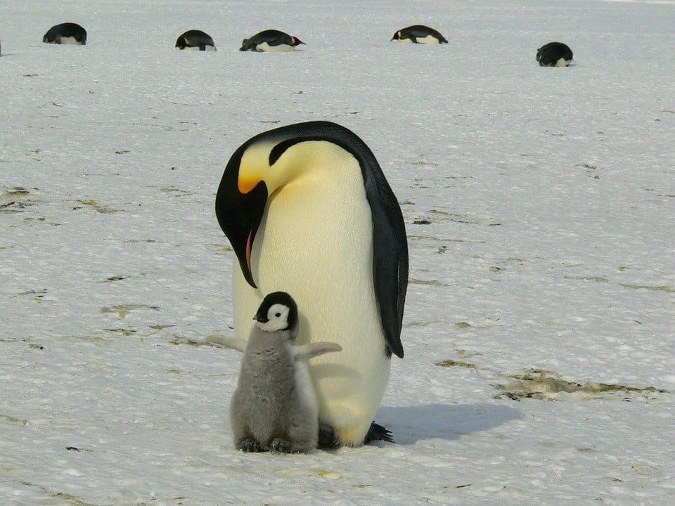 Penguin Awareness Day – January 20th