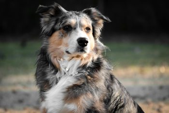 How to Help a Australian Shepherd Lose Weight