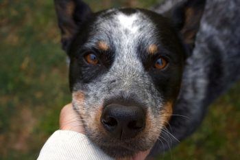 How to Help an Australian Cattle Dog Lose Weight