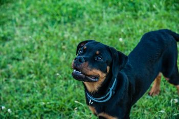 7 Best Tick Collars for Dogs in 2024