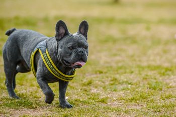 How to Help a French Bulldog Lose Weight