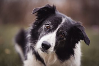 Are Border Collies The Worst Dog? – Food for Thought