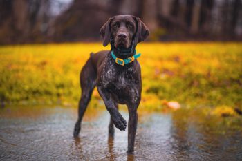 How to Help a German Shorthaired Pointer Lose Weight