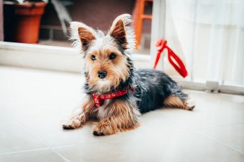 Can Yorkies Eat Blueberries?