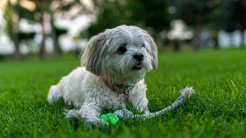 Can Shih Tzus Eat Blueberries?