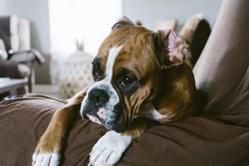 10 Dog Breeds That Are Notorious Bed Hogs
