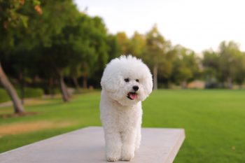 How to Help a Bichon Frise Lose Weight