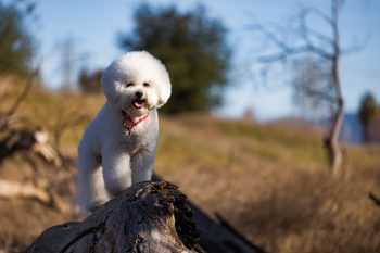 Are Bichon Frises The Worst Dog? – Food for Thought