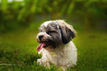 How to Help a Shih Tzu Lose Weight